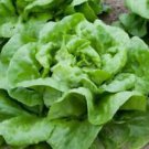 600 Seeds - Butter Crunch Lettuce Seeds - For Your Vegetable Garden #trck7