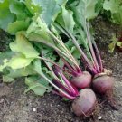 100 Seeds - Detroit Dark Red Beet Seeds - For Your Vegetable Garden #trck7