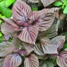 100 Seeds - Purple Shiso Seeds - For Your Vegetable Garden #trck7
