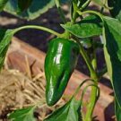 25 Seeds - Ancho Poblano Pepper Seeds  - For Your Vegetable Garden #trck7