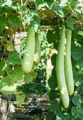 10 Seeds - Snake Gourd Seeds - For Your Vegetable Garden #trck7