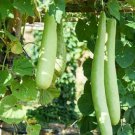 10 Seeds - Snake Gourd Seeds - For Your Vegetable Garden #trck7