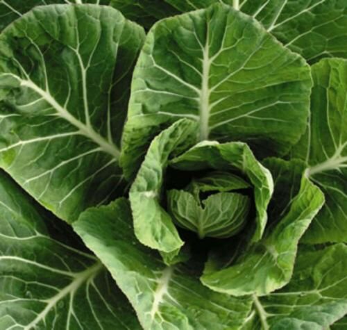 300 Seeds - Collard Seeds Vates Greens Vegetable - For Your Vegetable Garden #trck7