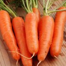 500 Seeds - Carrot Seeds Shin Kuroda Asian Vegetable - For Your Vegetable Garden #trck7