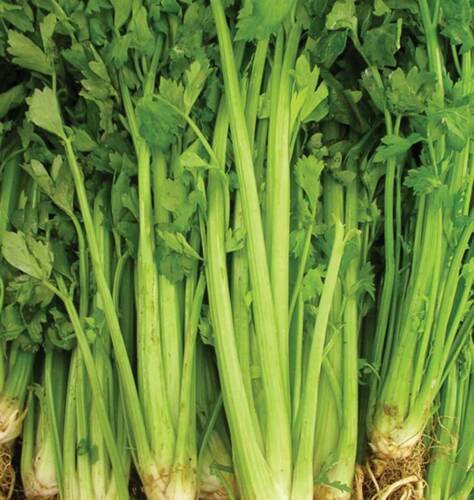 2000 Seeds - Celery Tall Utah Seeds Vegetable Garden - For Your Vegetable Garden #trck7