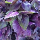 200 Seeds - Dark Opal Purple Basil Seeds - For Your Vegetable Garden #trck7