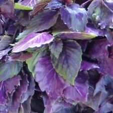 200 Seeds - Dark Opal Purple Basil Seeds - For Your Vegetable Garden #trck7