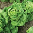 600 Seeds - Little Gem Lettuce Seeds - For Your Vegetable Garden #trck7