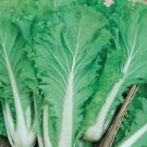 500 Seeds - Chinese Michihili Cabbage Seeds - For Your Vegetable Garden #trck7