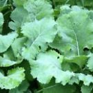 500 Seeds - Kale Seeds Premier Early Hanover Vegetable - For Your Vegetable Garden #trck7