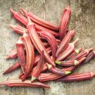 30 Seeds - Okra Seeds Jing Orange - For Your Vegetable Garden #trck7