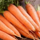 1000 Seeds - Scarlet Nantes Carrot Seeds - For Your Vegetable Garden #trck7