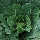 300 Seeds - Champion Collard Seeds - For Your Vegetable Garden #trck7