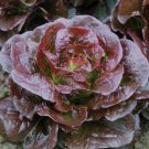 600 Seeds - Romaine Cimarron Lettuce Seeds - For Your Vegetable Garden #trck7