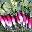 200 Seeds - French Breakfast Radish Seeds - For Your Vegetable Garden #trck7