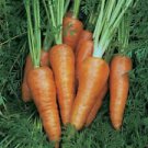 1000 Seeds - Chantenay Red Cored Carrot Seeds - For Your Vegetable Garden #trck7