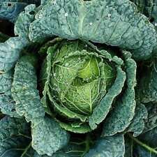 300 Seeds - Savoy Cabbage Seeds - For Your Vegetable Garden #trck7