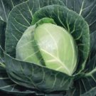 300 Seeds - Cabbage Seeds Copenhagen Vegetable - For Your Vegetable Garden #trck7