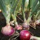 200 Seeds - Scarlet Bandit Onion Seeds - For Your Vegetable Garden #trck7