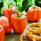 20 Seeds - Coral Bell Orange Sweet Pepper Seeds - For Your Vegetable Garden #trck7