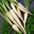 300 Seeds - Carrot Lunar White Seeds - For Your Vegetable Garden #trck7