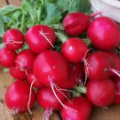 200 Seeds - Champion Radish Seeds - For Your Vegetable Garden #trck7