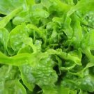 600 Seeds - Oakleaf Lettuce Seeds - For Your Vegetable Garden #trck7