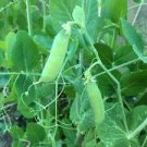 25 Seeds - Pea Seeds Early Alaska - For Your Vegetable Garden #trck7