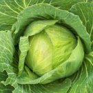 500 Seeds - Golden Acre Cabbage Seeds - For Your Vegetable Garden #trck7