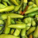 25 Seeds - Pepperoncini Italian Pepper Seeds - For Your Vegetable Garden #trck7