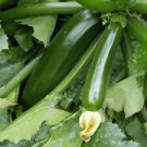 25 Seeds - Dark Green Zucchini Squash Seeds - For Your Vegetable Garden #trck7