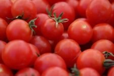 100 Seeds - Large Red Cherry Tomato Seeds - For Your Vegetable Garden #trck7