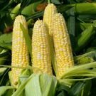 25 Seeds - Peaches And Cream Corn Seeds - For Your Vegetable Garden #trck7