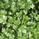 100 Seeds - Cilantro Coriander Seeds - For Your Vegetable Garden #trck7
