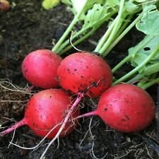 200 Seeds - Early Scarlet Globe Radish Seeds - For Your Vegetable Garden #trck7