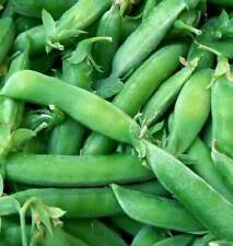 25 Seeds - Sugar Snap Pea Seeds - For Your Vegetable Garden #trck7