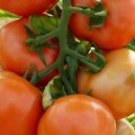 100 Seeds - Marglobe Tomato Seeds - For Your Vegetable Garden #trck7