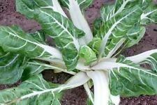100 Seeds - Swiss Chard Large White Ribbed Seeds - For Your Vegetable Garden #trck7