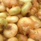 100 Seeds - Onion Seeds Cipollini Yellow Sweet - For Your Vegetable Garden #trck7