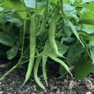 50 Seeds - Improved Tendergreen Bean Seeds - For Your Vegetable Garden #trck7
