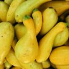 30 Seeds - Crookneck Squash Seeds - For Your Vegetable Garden #trck7