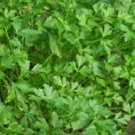 500 Seeds - Dark Green Italian Parsley Seeds - For Your Vegetable Garden #trck7
