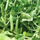 25 Seeds - Mammoth Melting Pea Seeds - For Your Vegetable Garden #trck7