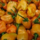 25 Seeds - Pepper Seeds Orange Habanero Hot Vegetable - For Your Vegetable Garden #trck7