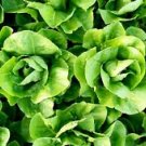 600 Seeds - Parris Island Cos Romaine Lettuce - For Your Vegetable Garden #trck7