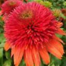 50 Seeds - Double Orange Coneflower Seeds - Beautiful Flower Home Garden #trck7