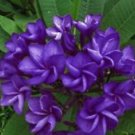 5 Seeds - Dark Purple Plumeria Seeds - Beautiful Flower Home Garden #trck7