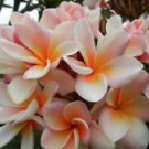 5 Seeds - White Orange Plumeria Seeds - Beautiful Flower Home Garden #trck7