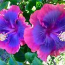 20 Seeds - Pink Purple Blue Hibiscus Seeds - Beautiful Flower Home Garden #trck7