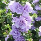 25 Seeds - Blue Bacopa Hollyhock Seeds - Beautiful Flower Home Garden #trck7